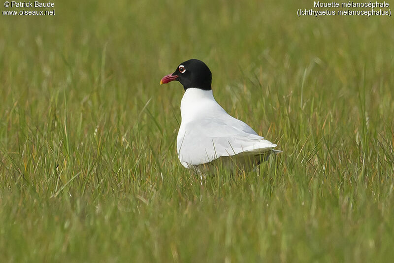 Mediterranean Gulladult, identification