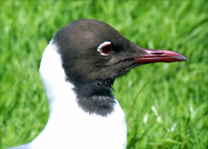 Mouette rieuse