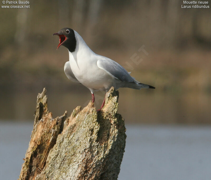 Mouette rieuse