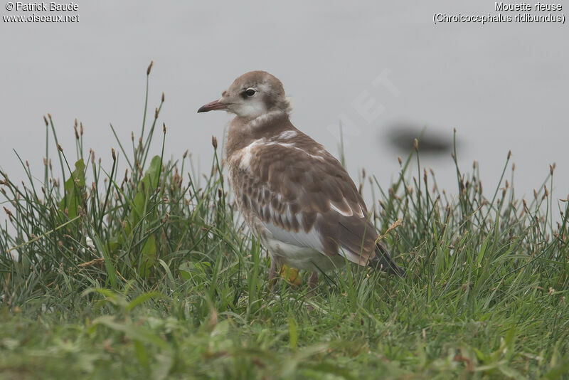 Mouette rieusejuvénile, identification