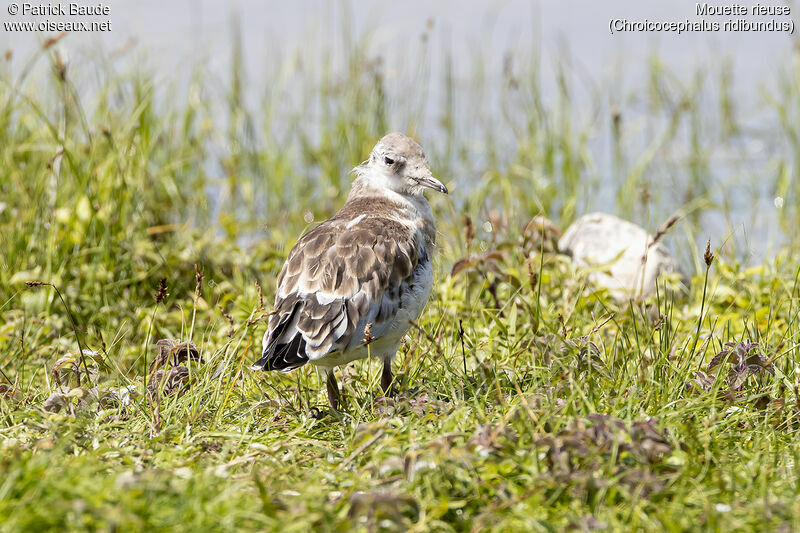 Mouette rieusejuvénile, identification