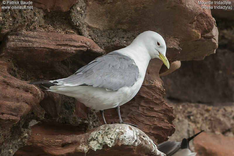 Mouette tridactyleadulte nuptial, portrait