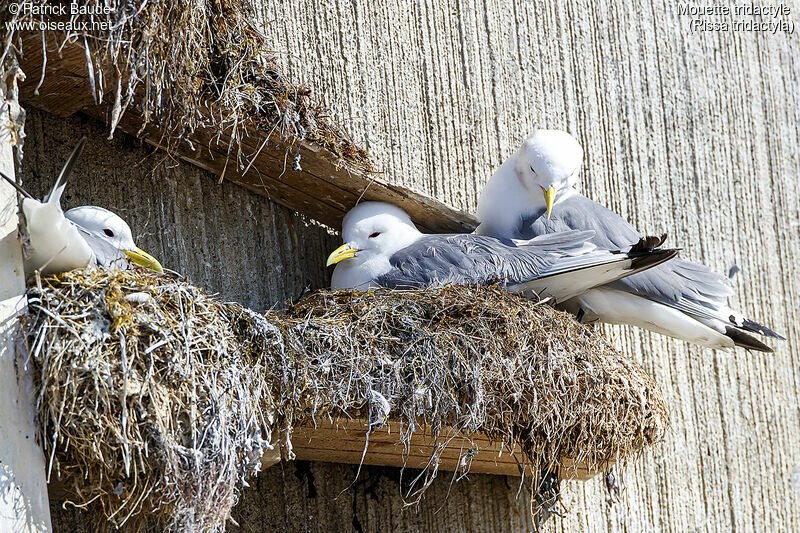 Mouette tridactyleadulte