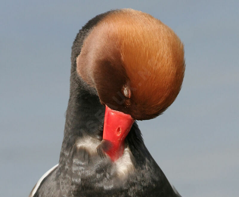 Red-crested Pochard