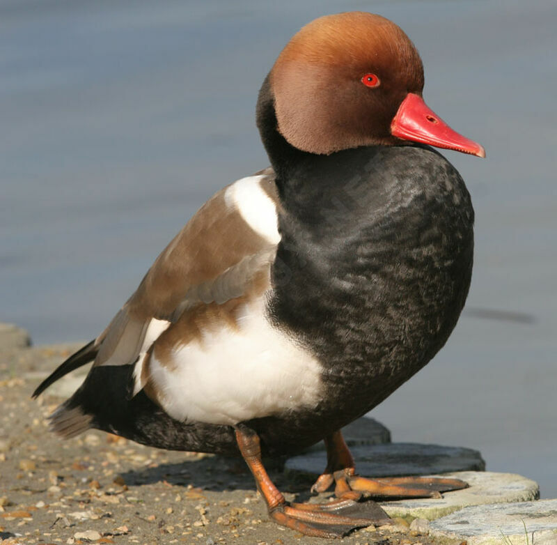 Red-crested Pochard