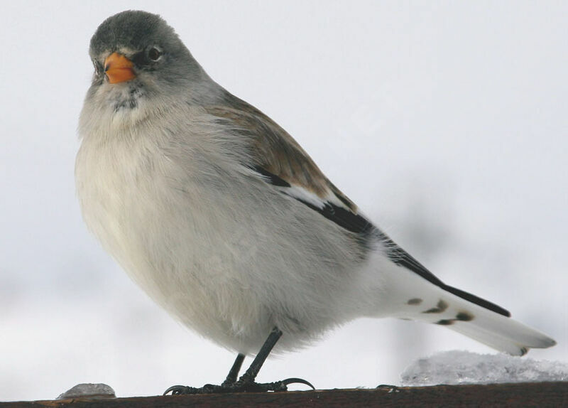 White-winged Snowfinch