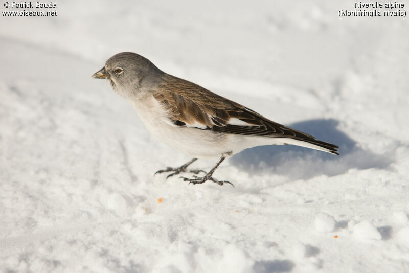 White-winged Snowfinchadult post breeding, identification