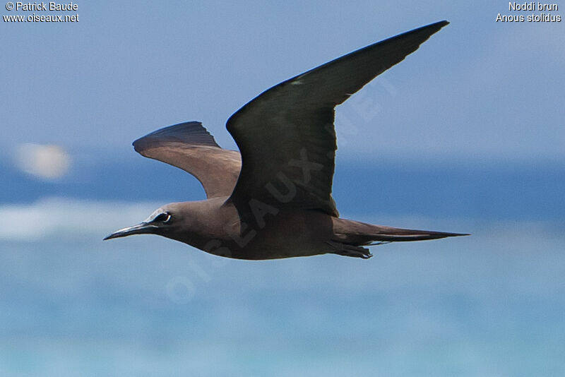 Brown Noddyadult, Flight