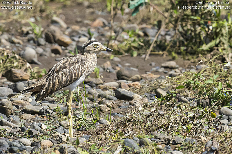 Double-striped Thick-kneeadult