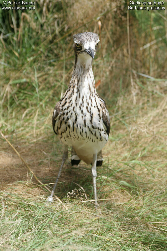 Bush Stone-curlew