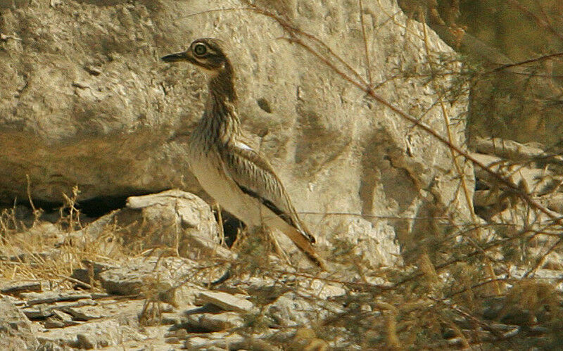 Oedicnème du Sénégal, identification