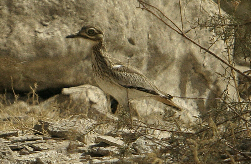 Senegal Thick-knee, identification