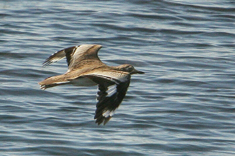 Senegal Thick-knee, Flight