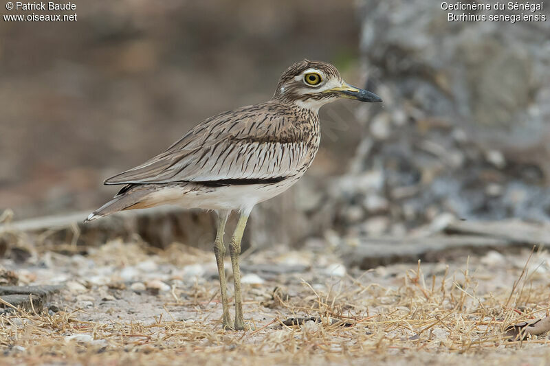 Oedicnème du Sénégaladulte, identification