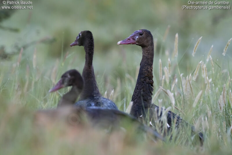 Spur-winged Gooseadult