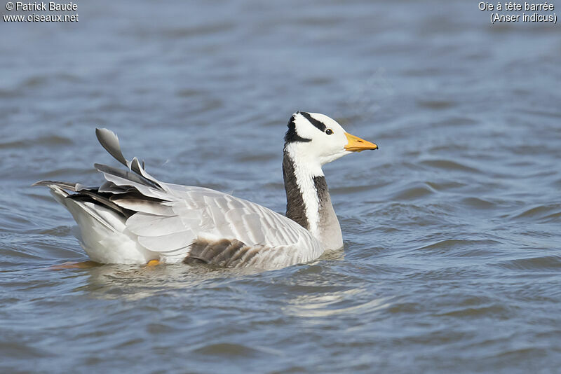 Bar-headed Gooseadult, identification