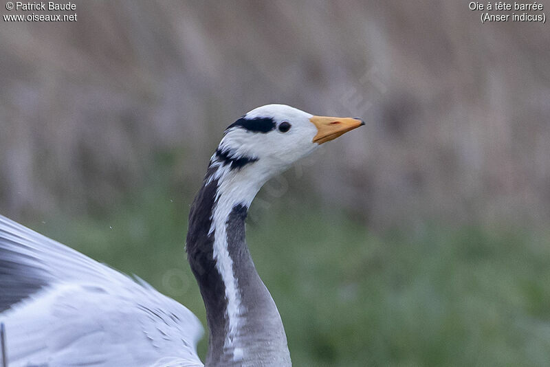 Bar-headed Gooseadult, close-up portrait