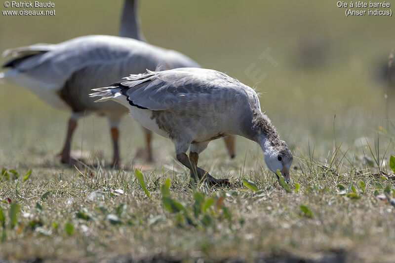 Bar-headed Goosejuvenile