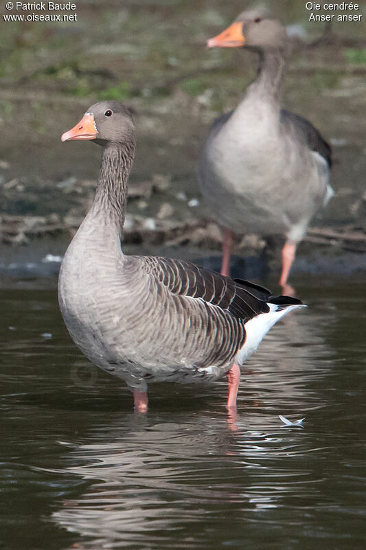 Greylag Gooseadult, identification