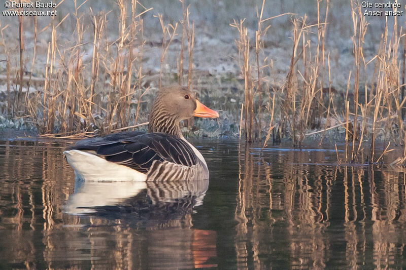 Oie cendréeadulte, identification