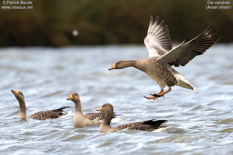 Greylag Goose, identification