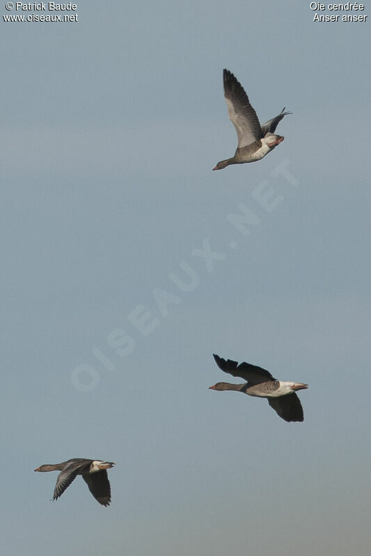 Greylag Gooseadult, Flight