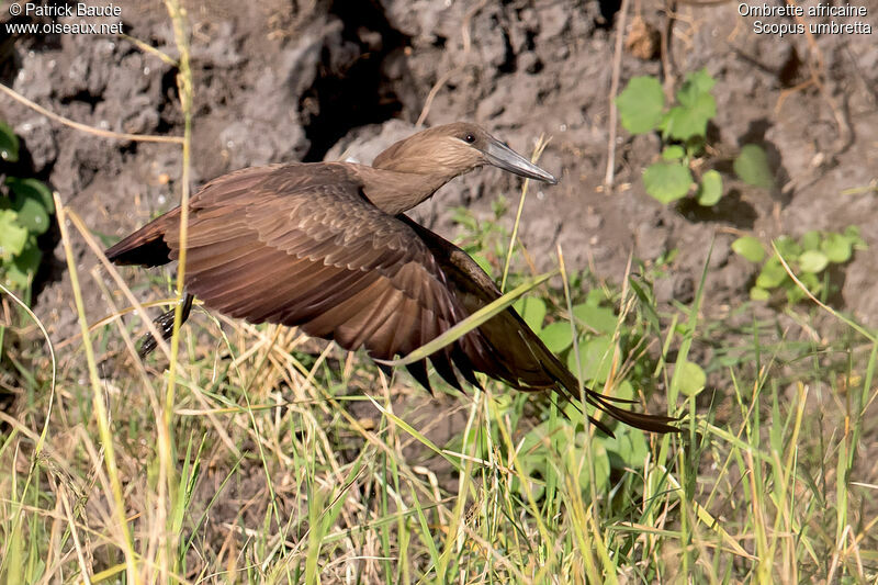 Hamerkopadult, Flight