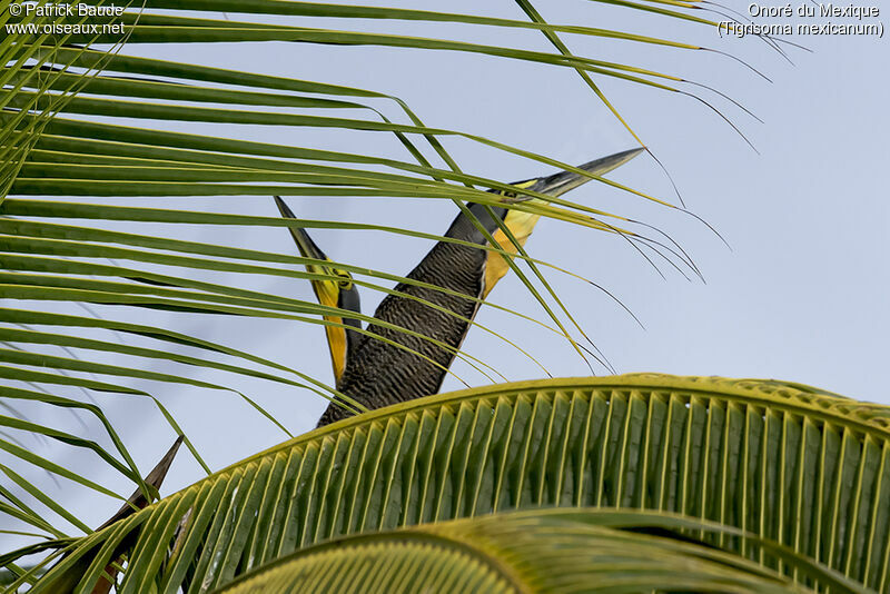 Bare-throated Tiger Heronadult