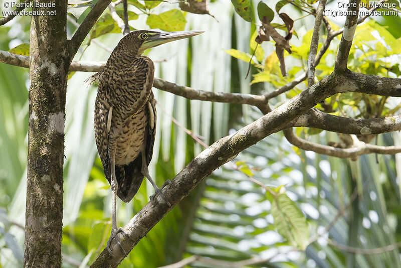 Onoré du Mexiqueimmature, identification