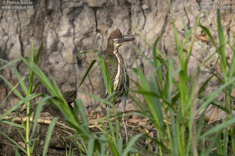 Fasciated Tiger Heronadult