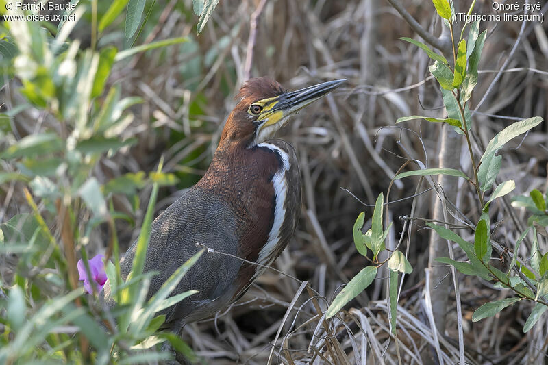 Rufescent Tiger Heronadult