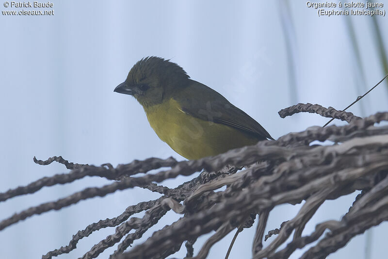 Organiste à calotte jaune femelle adulte, identification