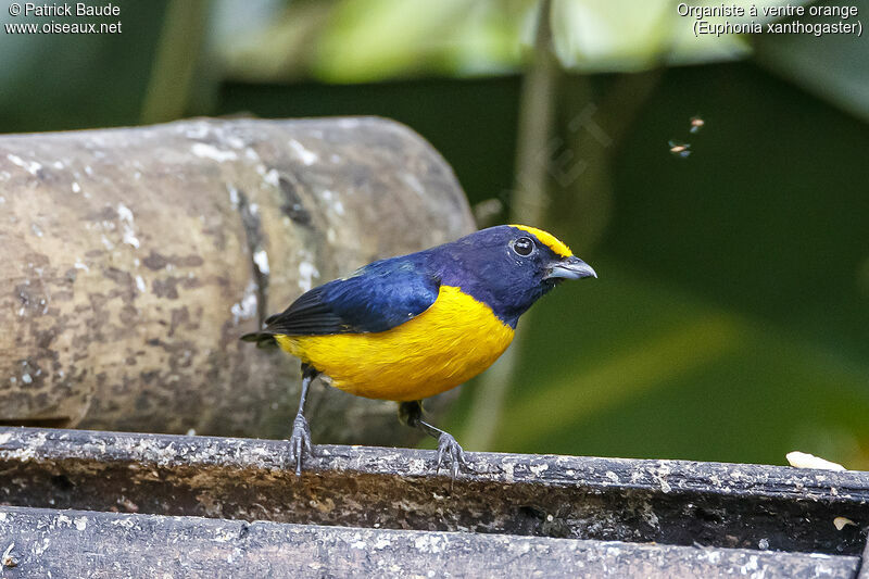 Orange-bellied Euphonia male adult