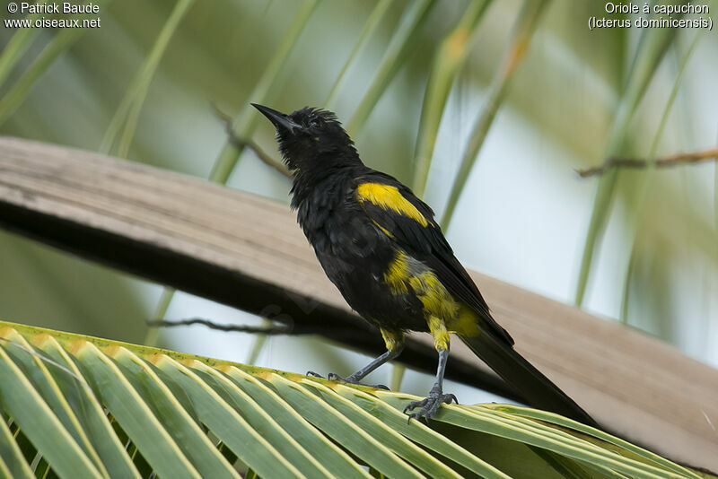 Oriole à capuchon mâle adulte