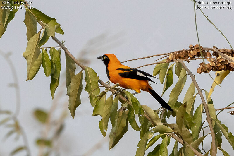 Oriole à dos orangeadulte