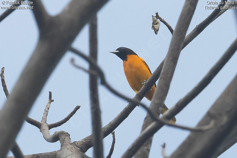 Baltimore Oriole male adult, identification