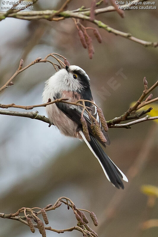 Orite à longue queueadulte, identification