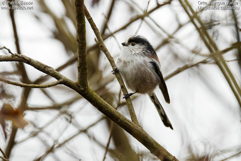 Long-tailed Titadult