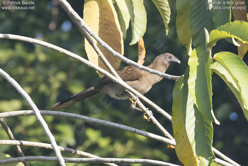 Grey-headed Chachalacaadult, identification