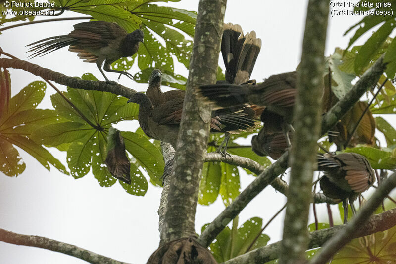 Grey-headed Chachalacaadult