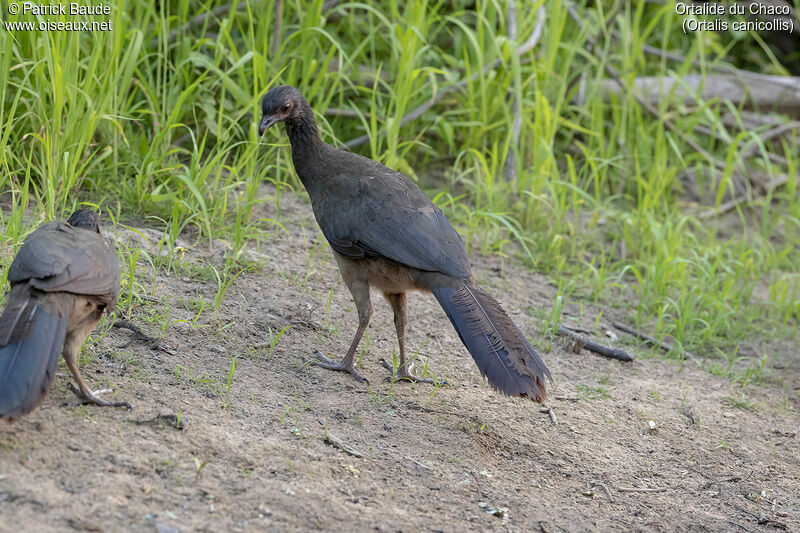 Ortalide du Chaco