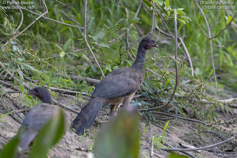 Chaco Chachalacaadult