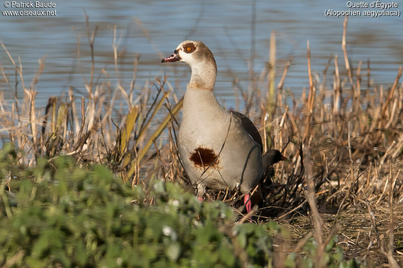 Ouette d'Égypte, identification