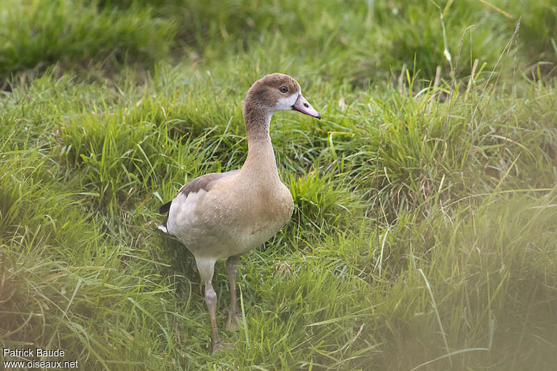 Egyptian Goosejuvenile, identification