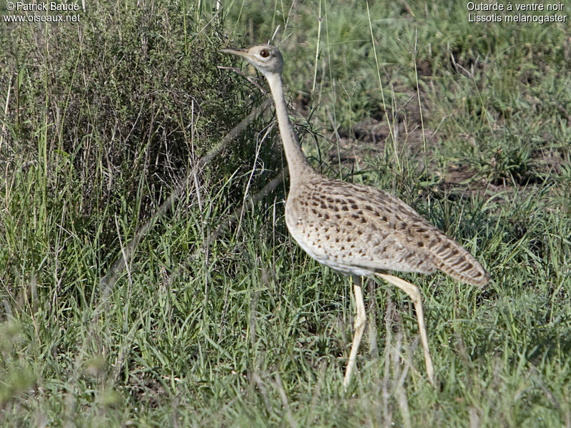 Outarde à ventre noir femelle adulte, identification