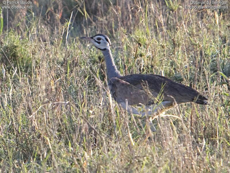 White-bellied Bustard male adult, identification