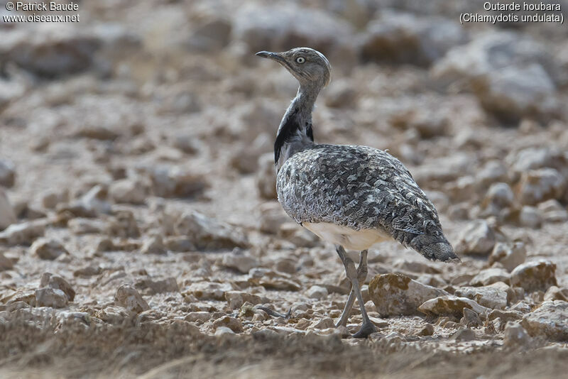 Houbara Bustardadult, identification