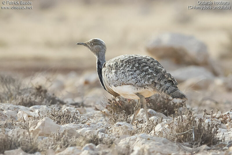 Outarde houbaraadulte, identification