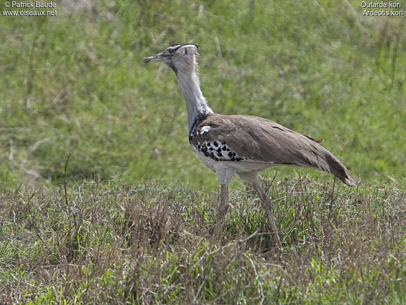 Outarde kori mâle adulte, identification