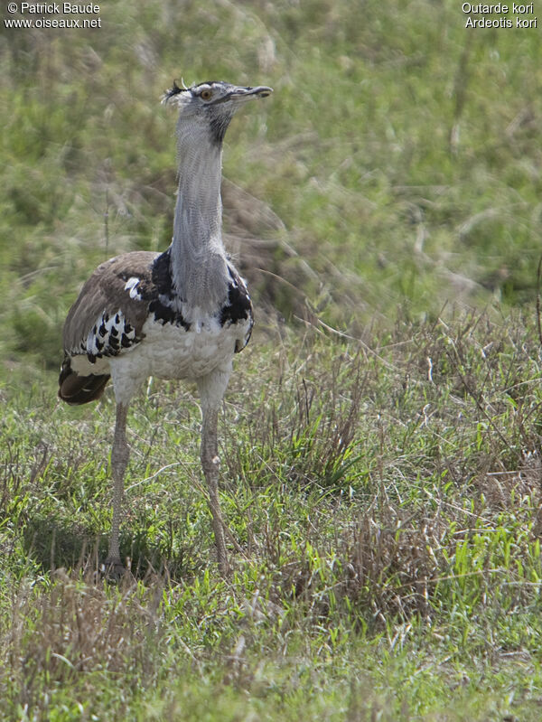 Kori Bustard male adult, identification